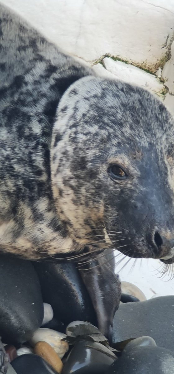 strandings_man's tweet image. Also managed to pick up a seal too... Sad case, chronically ring-necked in plastic material- one of several such cases in the nearby colony. Sadly didn't make it, despite great attempt to help it by @BdmlrYorksLincs. Heading back to @ZSLScience #CSIOfTheSea exam to follow soon...