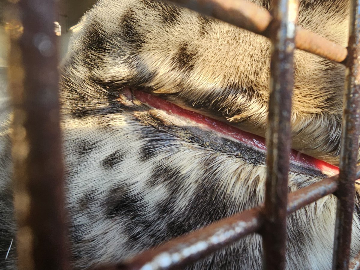strandings_man's tweet image. Also managed to pick up a seal too... Sad case, chronically ring-necked in plastic material- one of several such cases in the nearby colony. Sadly didn't make it, despite great attempt to help it by @BdmlrYorksLincs. Heading back to @ZSLScience #CSIOfTheSea exam to follow soon...
