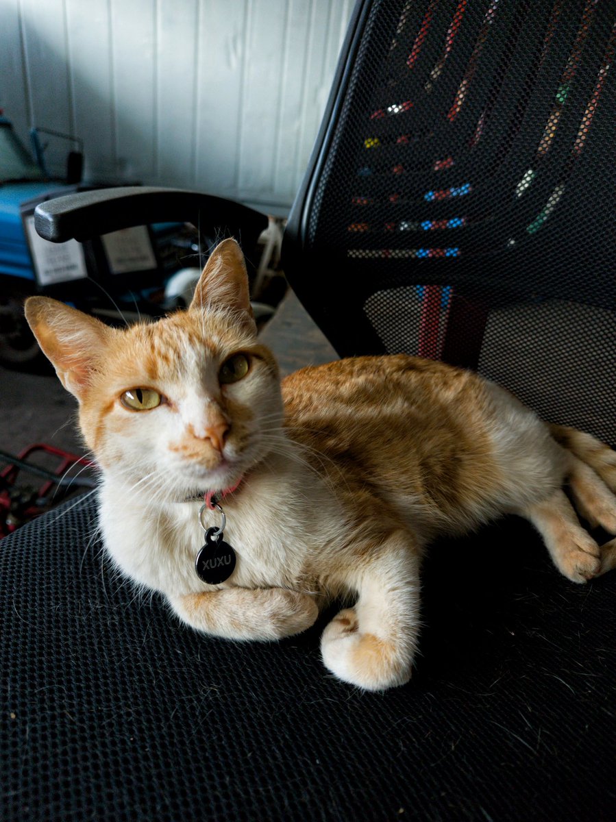 robowillian's tweet photo. A beautiful yellow cat 😱😍
Shot On Motorola Edge 30 Ultra 📷 
RAW 200mp ⚙️
#motofoto #photography #cat #beautiful #motorolaedge30ultra #motorola #raw #200mp 

@Fanboy_Moto @Moto https://t.co/AfTKXSGW1r