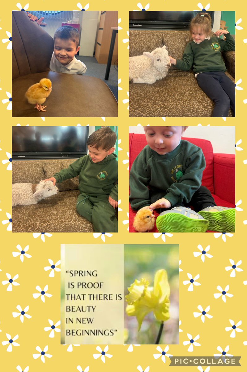 First hand experiences are crucial to young children’s learning. 🐣🐑This week our chicks hatched and the adorable Bertie the lamb visited us in Reception. #engagingexperiences #enablingadult #froebel #seizetheseason #curiosity