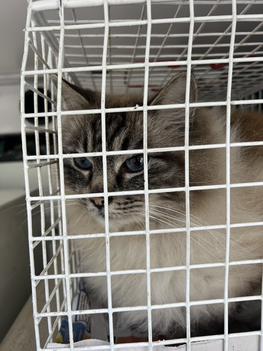 Herchy Boal tweet media