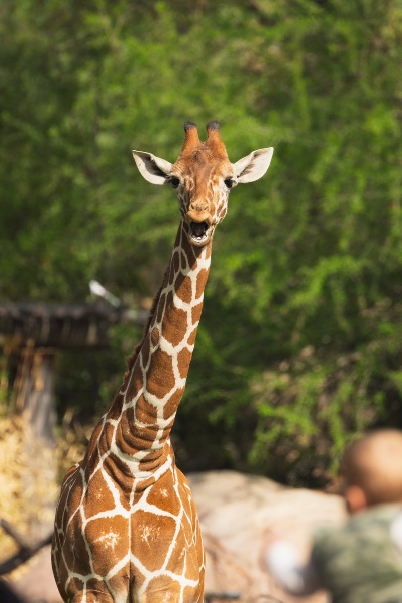 FortWorthZoo's tweet photo. Korbel bringing the Friday energy 🤪 https://t.co/F7KLnCiUFY