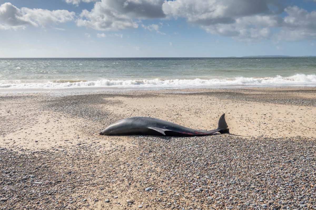 strandings_man's tweet image. Busy few weeks recently and plenty of #CSIOfTheSea action- more updates to follow soon...
