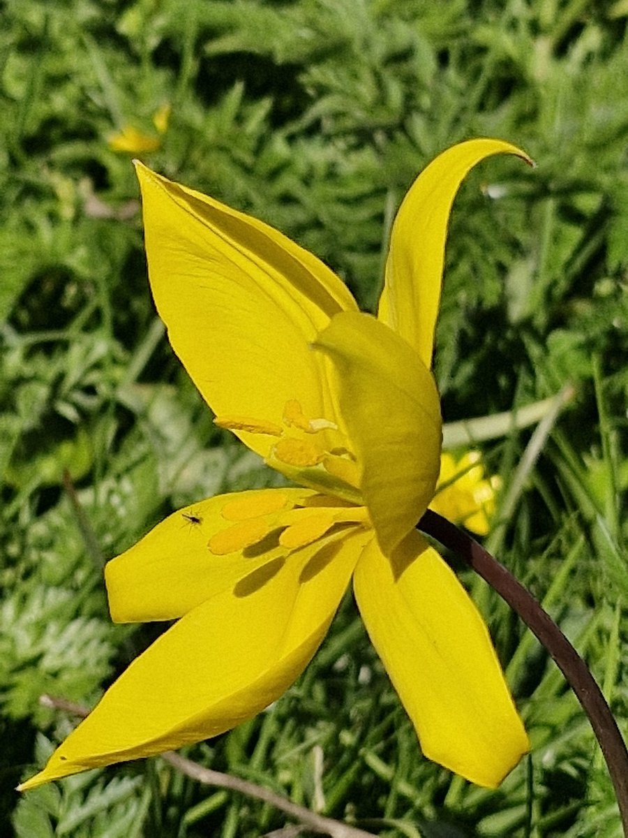De sierlike Wilde tulpe (Tulipa sylvestris) bluuide vandaege.