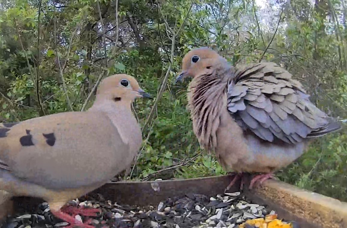 birdaction1's tweet photo. https://t.co/LHlmdaXULj