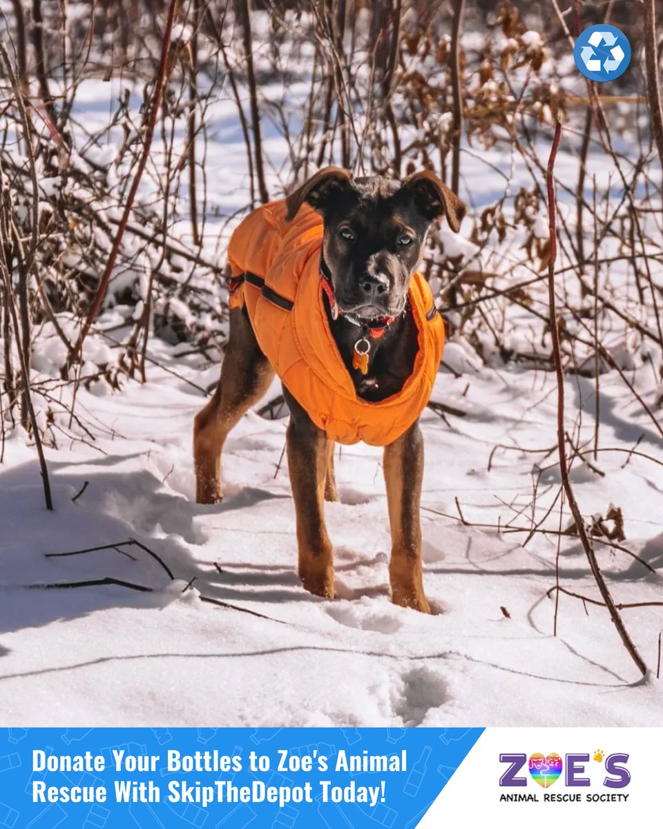 SkipTheDepot (@skipthedepot) on Twitter photo Zoe's Animal Rescue is on a mission, and we need YOUR help! ♻️ Partnered with SkipTheDepot, we're turning bottles into a force for good.
Book a home bottle donation pickup here: app.skipthedepot.com/zoesanimalresc…
#yeg #edmontonbottledepot #bottledepot #zoesanimalrescue #furrsq <a href="/FurRSQ/">Zoe's Animal Rescue</a> Zoe's Animal Rescue is on a mission, and we need YOUR help! ♻️ Partnered with SkipTheDepot, we're turning bottles into a force for good.
Book a home bottle donation pickup here: app.skipthedepot.com/zoesanimalresc…
#yeg #edmontonbottledepot #bottledepot #zoesanimalrescue #furrsq <a href="/FurRSQ/">Zoe's Animal Rescue</a>