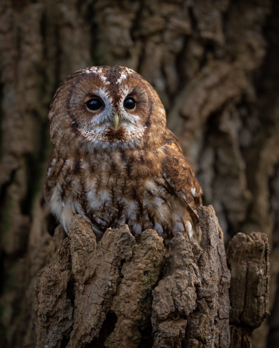 Five species of owl breed in the UK
- each with its own story, personality, and voice. 
Some are thriving. 
Others are vanishing silently.
A thread 🧵 &gt;&gt;&gt;
.. on all five UK owls, what makes them special, and why they matter…
#WildlifePhotography