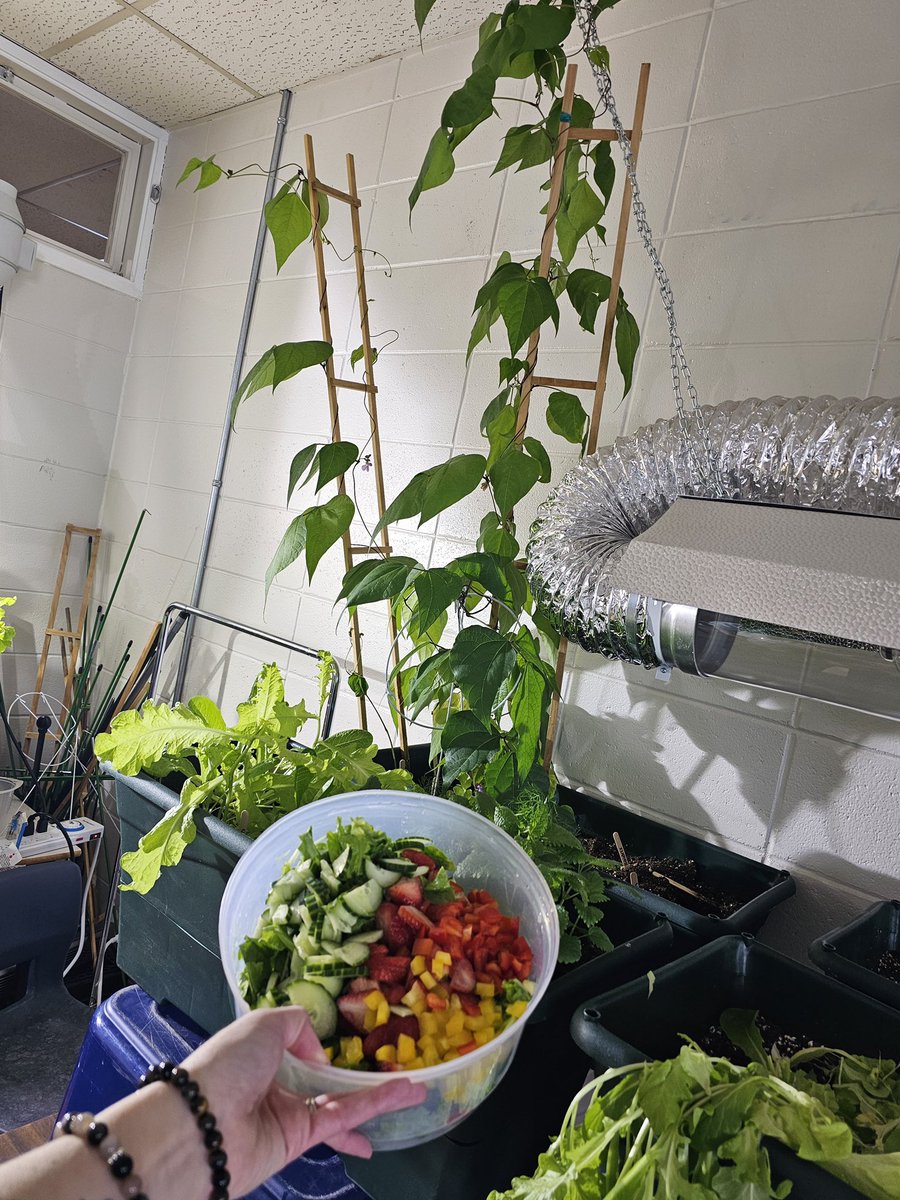 A.P. Low Primary School tweet media