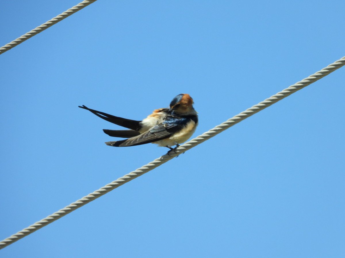 Nick Bond (@nickybond007) on Twitter photo Crazy scenes as Red-rumped Swallows dropped in on us today like flies, easily 200 birds plus migrating today with Barm Swallows...magical 🙂 on our Northern Cyprus <a href="/naturetrektours/">Naturetrek</a> Crazy scenes as Red-rumped Swallows dropped in on us today like flies, easily 200 birds plus migrating today with Barm Swallows...magical 🙂 on our Northern Cyprus <a href="/naturetrektours/">Naturetrek</a>