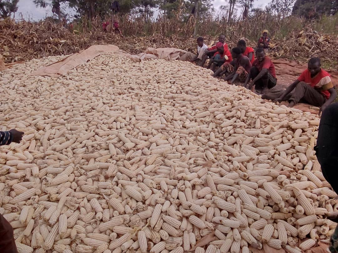 CKarusi73722's tweet photo. #Karusi: imbonerakure za zone #Cirambo zazinduye gusarura umurima bateyemwo ibigori upima ihegitari zine. Mwomenya ko izo mbonerakure zateye n'umurima w'ibiharage upima ihegitari zibiri, @CnddFdd ,@CNDD_FDDGitega ,@R_Ndikuriyo ,@IntumwaNews ,@DorianeMunezero https://t.co/SQrxPfBUuu