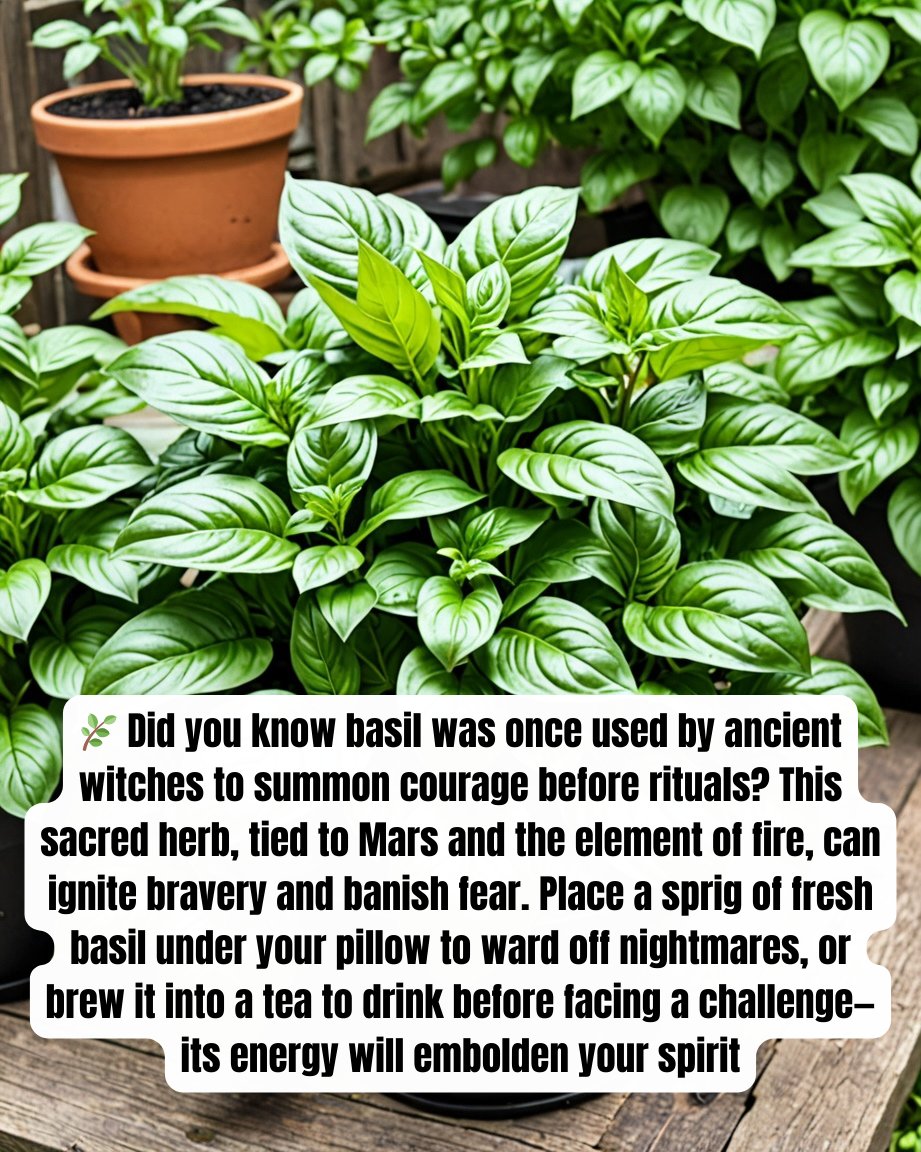 enchantmagnolia's tweet image. In folklore, basil planted near doorways was believed to repel envious spirits. 🌟 #BasilMagic #WitchyWisdom #HerbalLore🌿