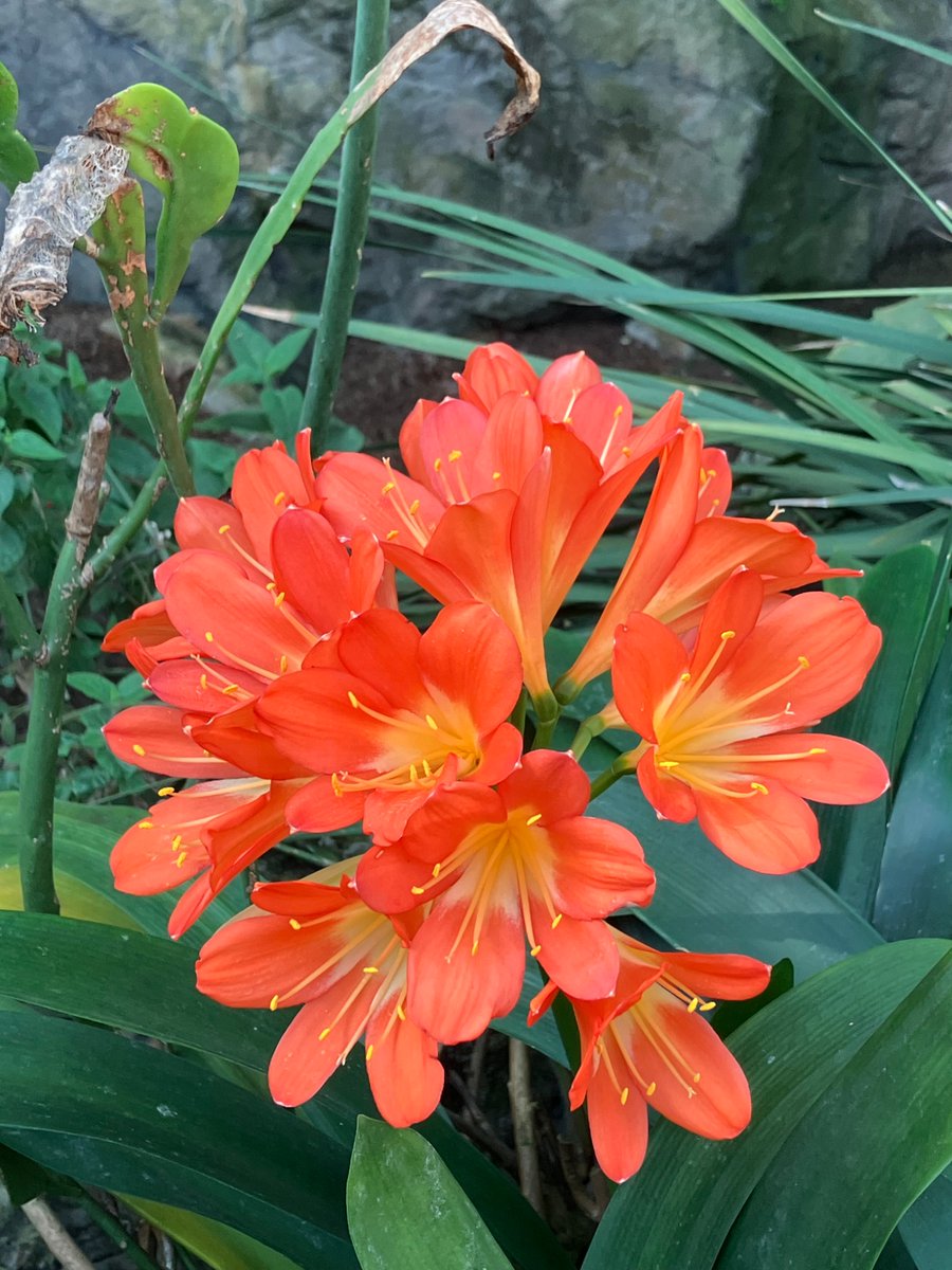 Captured some gorgeous #flowers at the ABQ Botanical Gardens here in Albuquerque, NM. A few of my favorites. 🥰