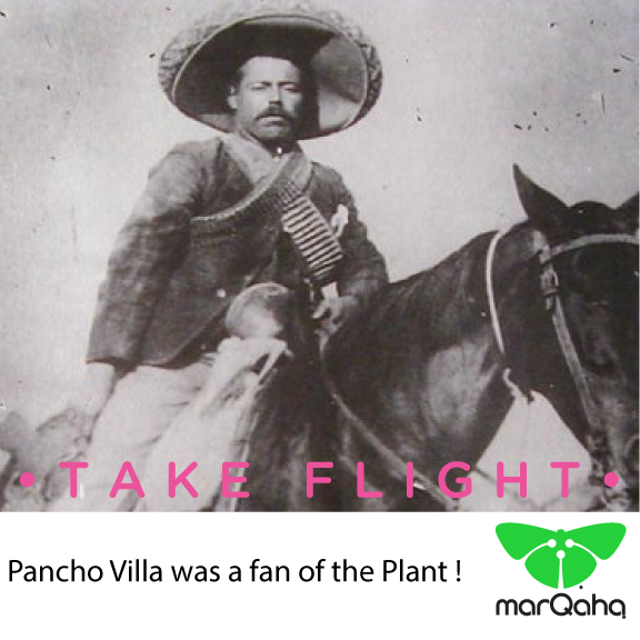 marQaha's tweet photo. #panchovilla was a Fan of the plant!

#marQaha https://t.co/e3WEjlqGgt