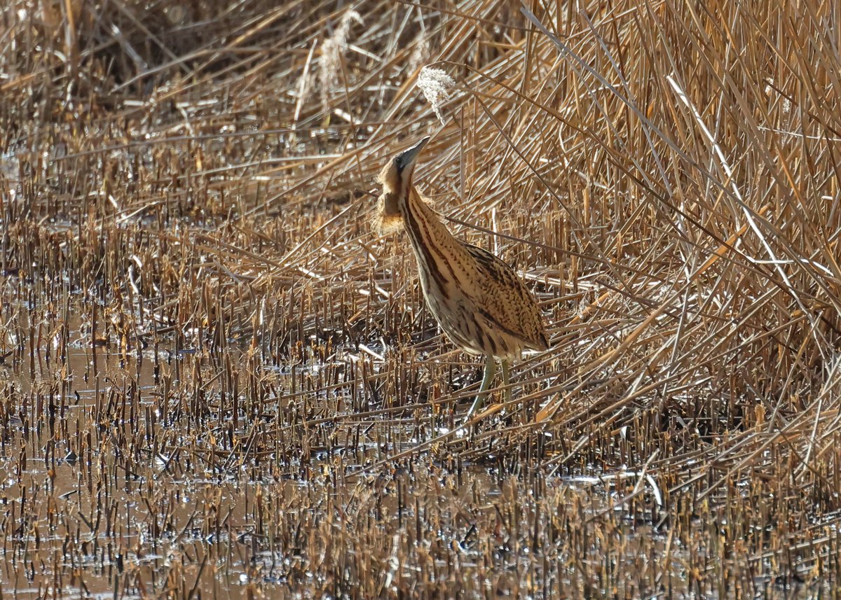 28/3/25 Far Ings nature reserve, 2 Bitterns showed really well.  <a href="/JackBaddams/">Jack Baddams</a>