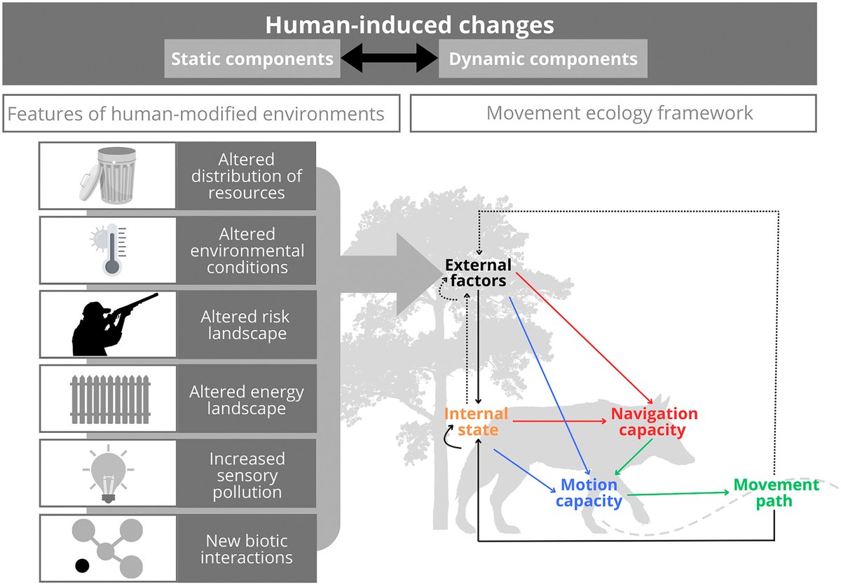 New review out!
How can we predict animal movement in human-modified environments? We discuss the challenges and pathways forward 🌍
📄 doi.org/10.1111/1365-2…
#MovementEcology #AnimalMovement #Anthropocene #ConservationScience #JAnimEcol