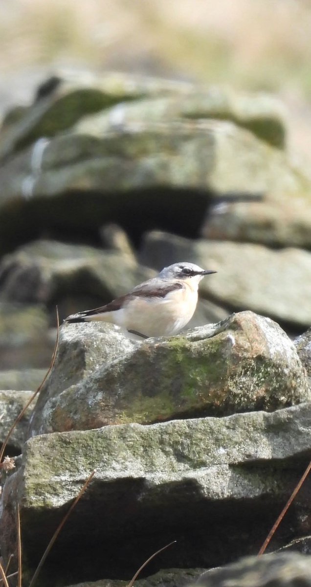ComberNath's tweet image. My first Wheatear of the year near Upper Booth was the birding highlight of a long hike around Edale/Kinder today. Sadly no sign of any Grouse but numerous Skylarks, Mipits & Ravens + Kestrel, Curlew, 2 Stonechat & a small flock of Golden Plover over near Mam Tor @Derbyshirebirds
