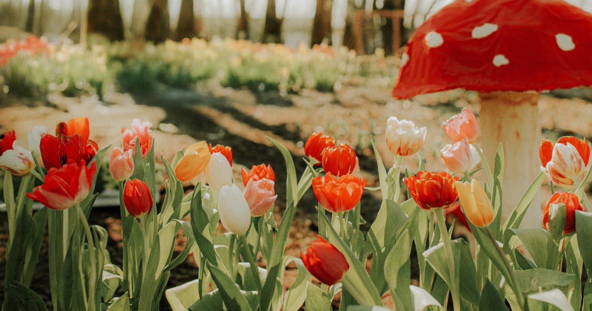 🌷 If you've been craving a bit of colour, then the local tulip festivals should be your top priority. Fraser Valley farms have planted millions of bulbs, and they're just about ready to bloom.

Follow this link for a guide to the tulip season: thefraservalley.ca/your-guide-to-…