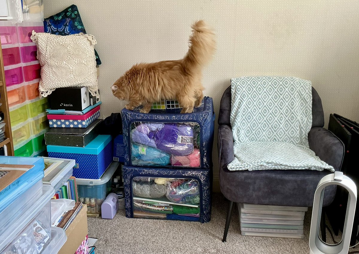 Ollie enjoying the new wool/fabric storage in my craft room.
#persiancat #redtabbypersian #felinefurbaby #cutekitty #cutecat