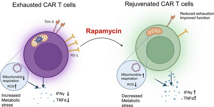 How can we enhance the efficacy of CAR T cell therapy for HIV?

Anjie Zhen &amp; team show rapamycin reduces HIV-mediated chronic inflammation and T cell exhaustion, delaying viral rebound and reducing viral reservoir in mice: jci.org/articles/view/…