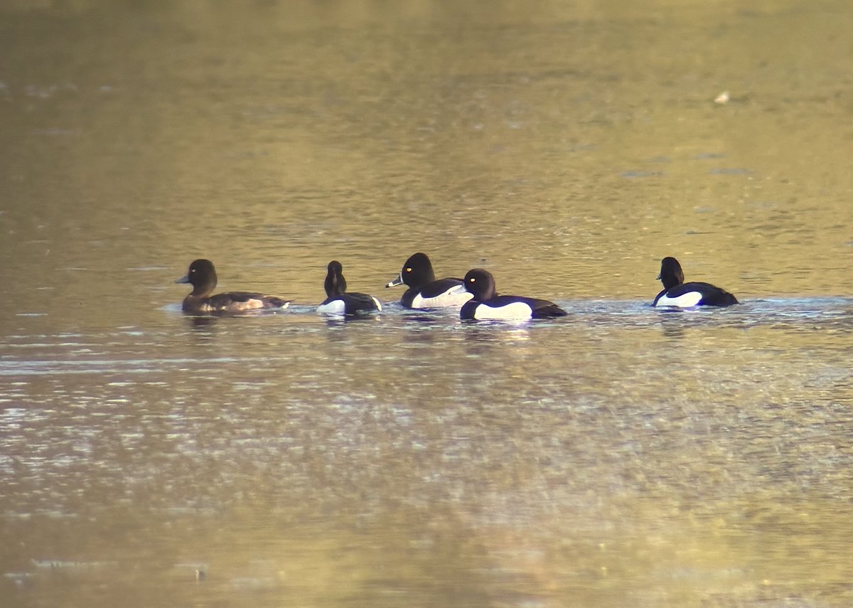 Tan Grigg (@griggtan) on Twitter photo Distant but good views of the ring-necked duck this evening, he’s stunning <a href="/Nickgoatman/">Nick goatman</a> 😊<a href="/GlosBirds/">Glos Bird News</a> Distant but good views of the ring-necked duck this evening, he’s stunning <a href="/Nickgoatman/">Nick goatman</a> 😊<a href="/GlosBirds/">Glos Bird News</a>
