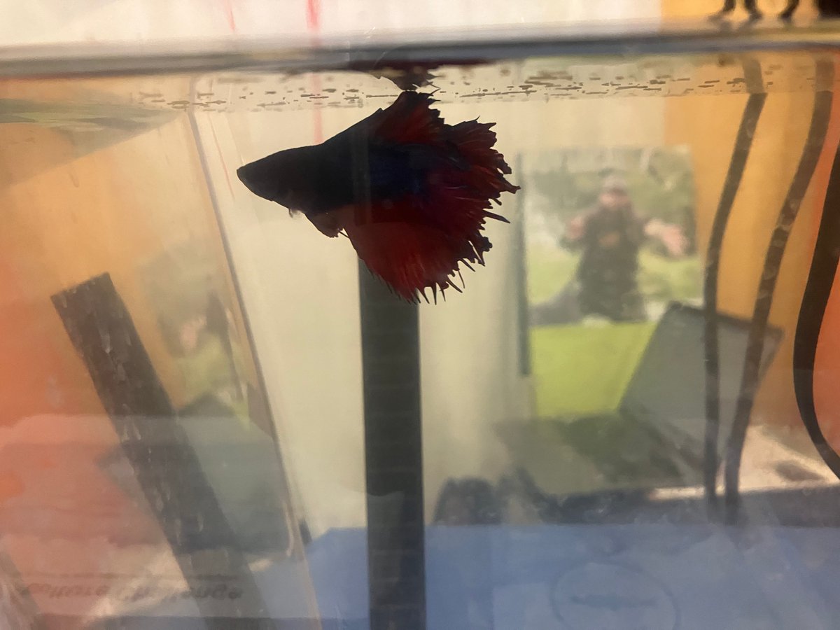 Bish the Betta is with us at the WI Society of Science Teachers conference helping to tell the story of aquaculture in the state. #aquaculture <a href="/UWiscSeaGrant/">Wisconsin Sea Grant</a>