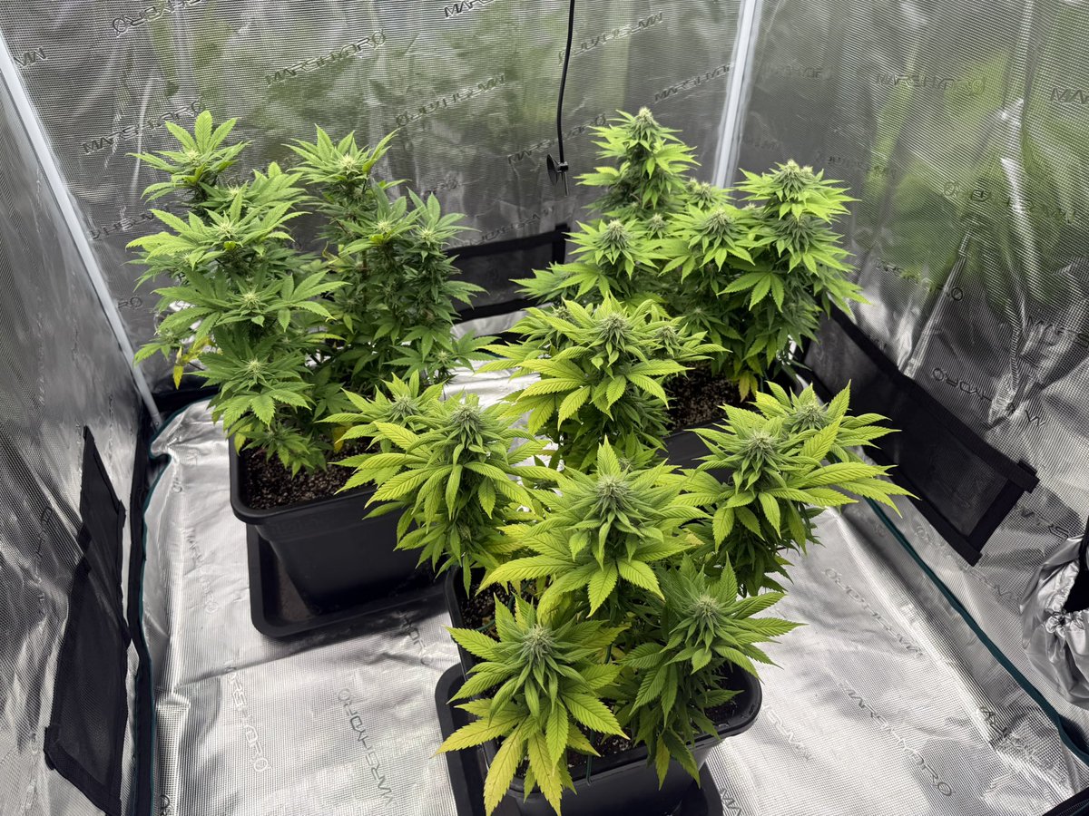 Didn’t quite fill up the 4x4 like I planned but hey they’re lookin pretty good 😂 that’s what you risk when you go a reg run I guess. 

Blueberry Regs
<a href="/DutchPassion_/">Dutch Passion</a>