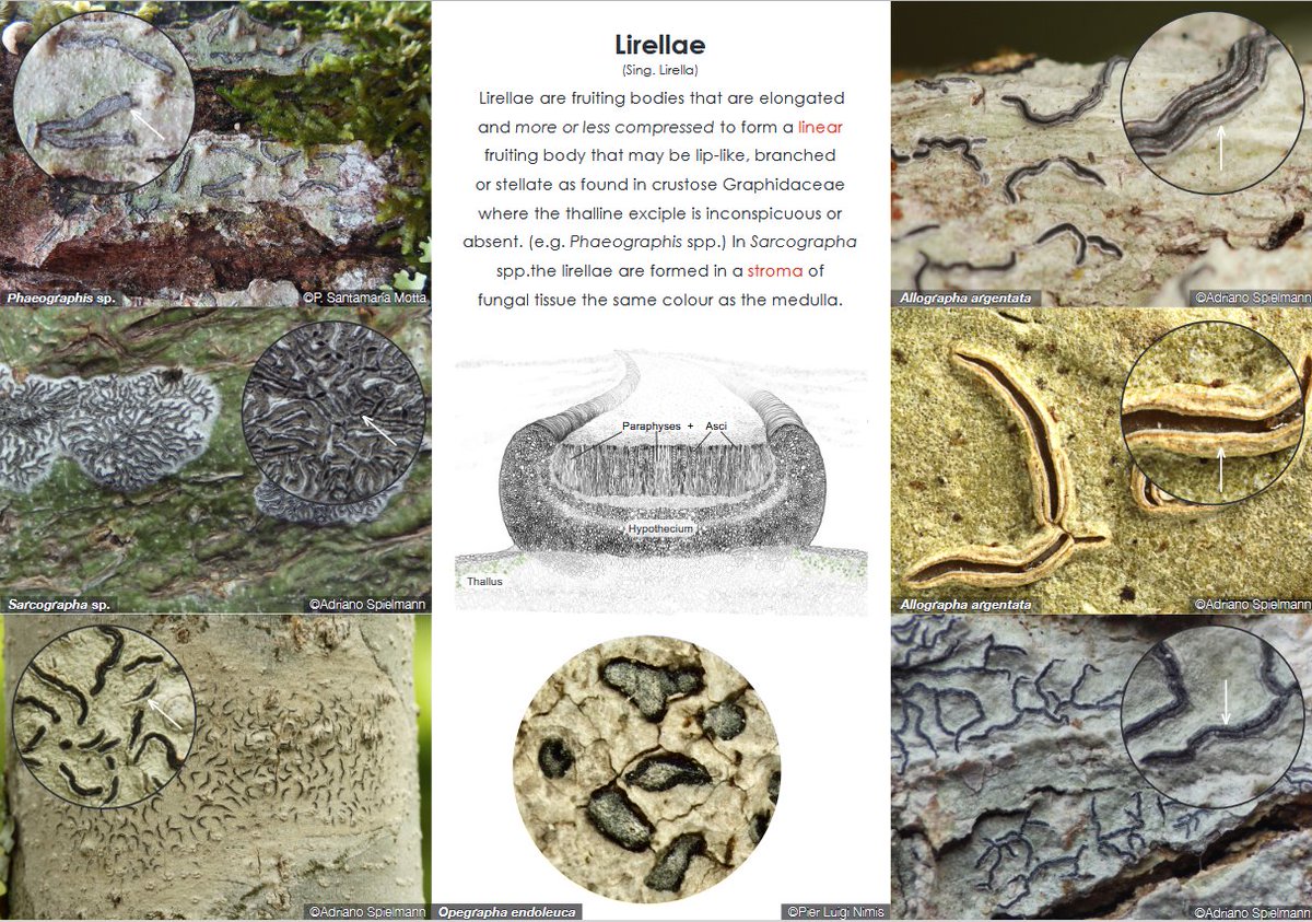 IAL_Lichenology's tweet image. Looking for good photos of hapters for our Handbook of Lichenology project (ial-lichenology.org/handbook-of-li…). Anyone?
Here an example of a plate of the project: