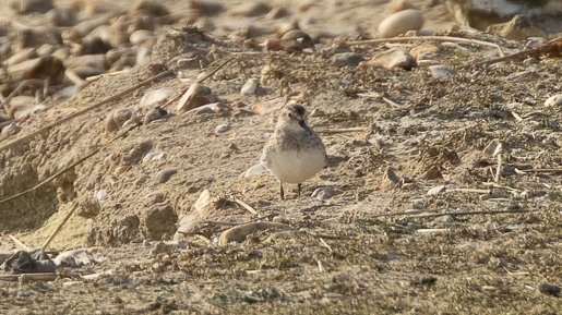 A couple of distant shots of the Least Sandpiper found by P Bowley at the Stilt Pool, Medmerry, Chichester. Hard going but was finally rewarded after a lot of searching.