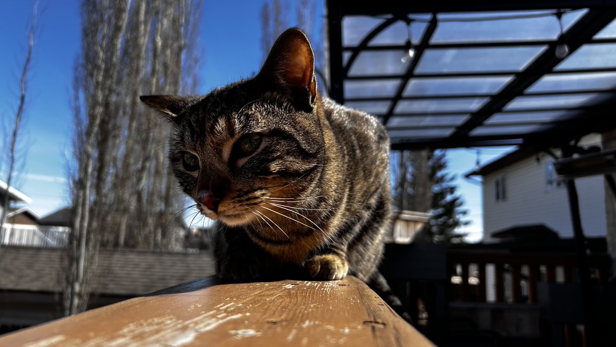 MetaHex_'s tweet image. This cat is my favourite out of the cats I have had.

Crouton! I LOVE YOU!! #Canada