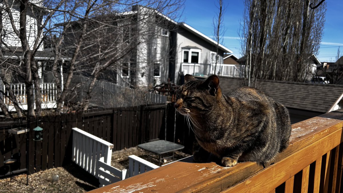 MetaHex_'s tweet image. This cat is my favourite out of the cats I have had.

Crouton! I LOVE YOU!! #Canada