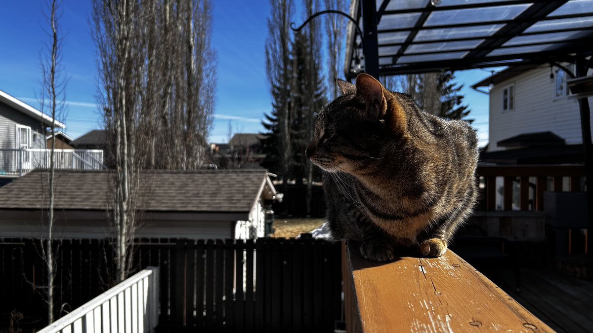 MetaHex_'s tweet image. This cat is my favourite out of the cats I have had.

Crouton! I LOVE YOU!! #Canada