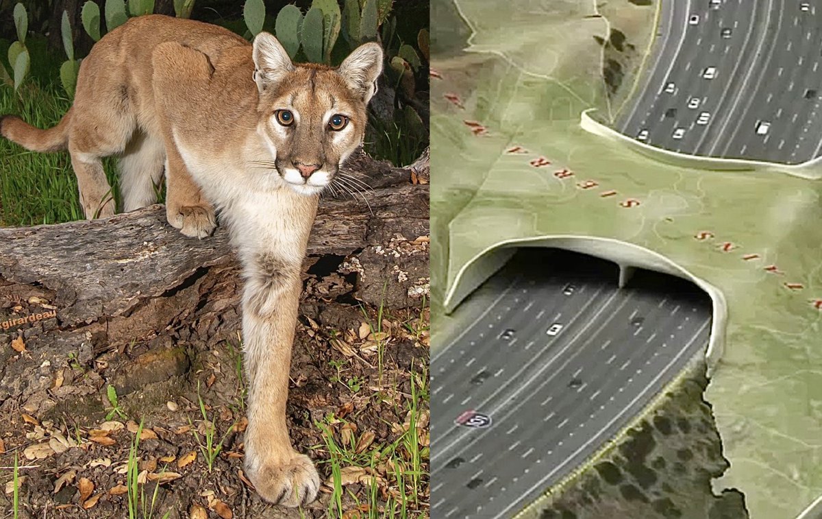 Breaking! World’s Largest Wildlife Crossing Nears Completion, Offering New Hope For California’s Mountian Lions 🙏

Left Image by: Mark Girardeau

READ MORE: 🌍👉 worldanimalnews.com/2025/04/04/wor…