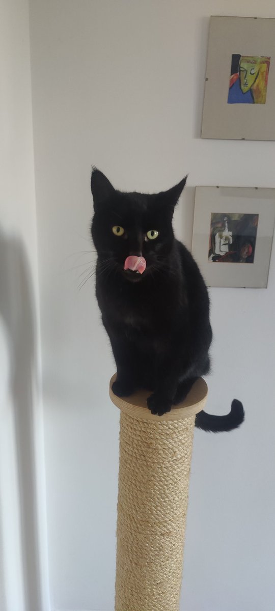 T8 season 2 is ass but atleast my cat is awesome