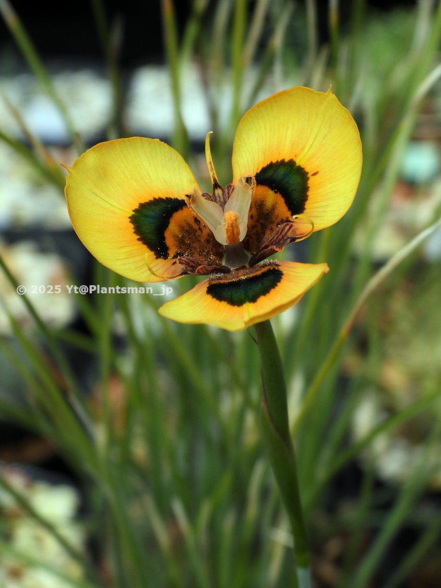 Plantsman_jp's tweet photo. #Moraea tulbaghensis, via Silverhill Seeds No. 4282
This looks classic M. tulbaghensis form.
2018年に銀丘から種子を購入。こっちは従来からのツルバゲンシス型。
#モラエア https://t.co/e1uNSLigs4