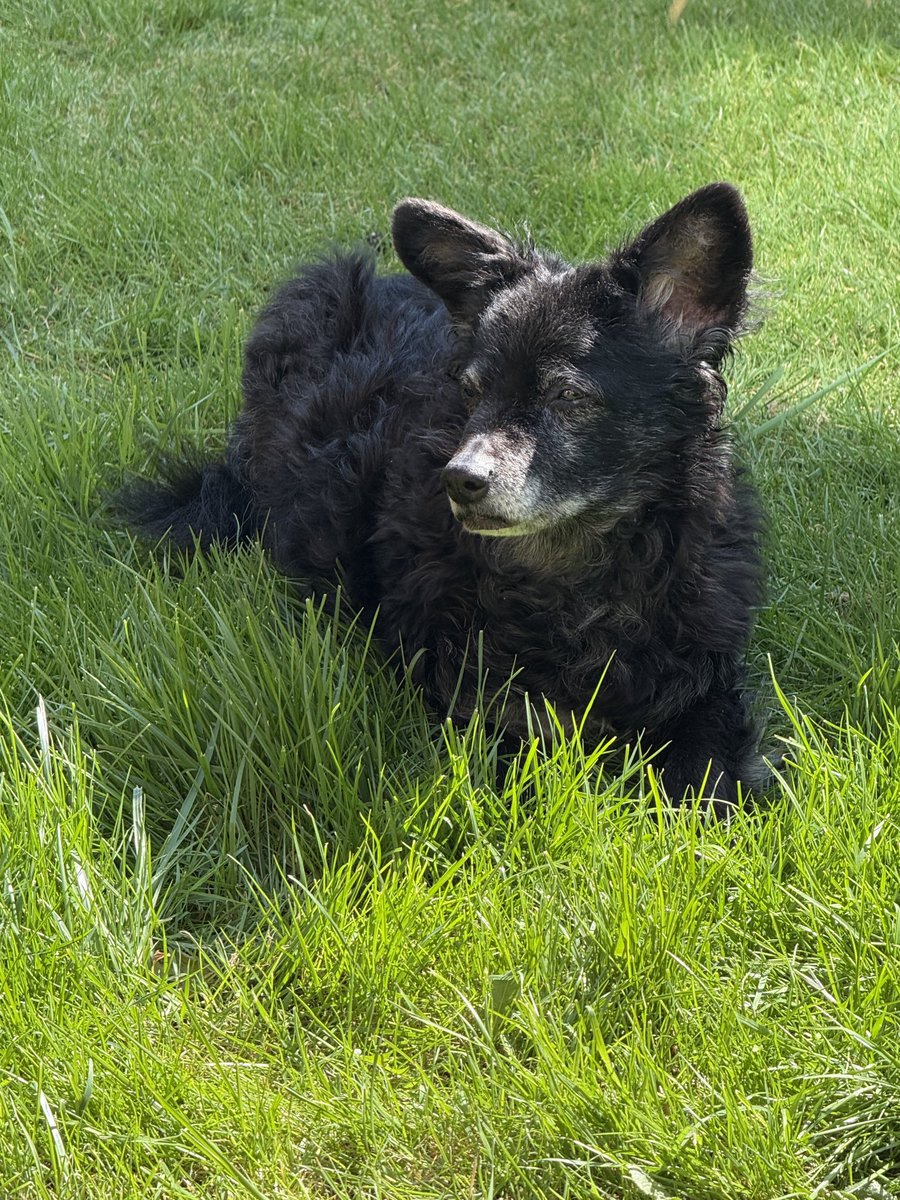 Lammie has waited a long time for laying in the garden and feeling the warmth of the sun 🌞