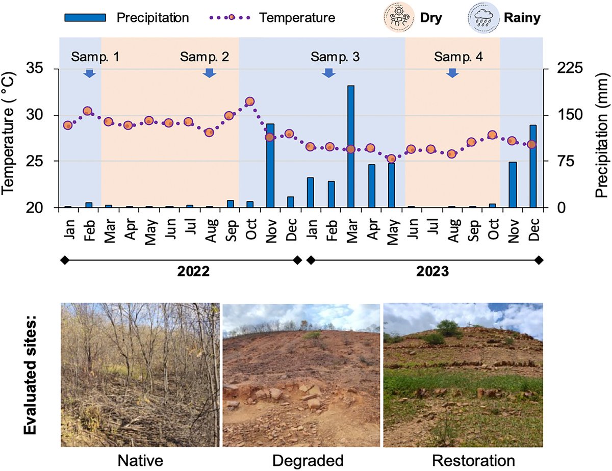 lwmendes's tweet image. Short-term effects of restoration on soil biological
properties in degraded lands of the Brazilian
semiarid region | Restoration Ecology onlinelibrary.wiley.com/doi/full/10.11…