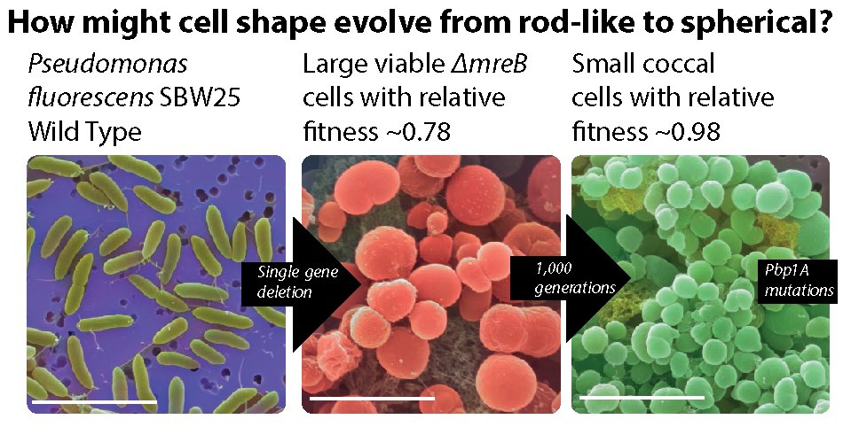 Heather Hendrickson (@drhhnz) on Twitter photo Excited to finally be able to share our new <a href="/eLife/">eLife - the journal</a> paper! We studied evolutionary rescue of MreB resulting the two step evolution of coccal Pseudomas cells! This was a big collaboration and it’s great to see it in print! elifesciences.org/articles/98218 Excited to finally be able to share our new <a href="/eLife/">eLife - the journal</a> paper! We studied evolutionary rescue of MreB resulting the two step evolution of coccal Pseudomas cells! This was a big collaboration and it’s great to see it in print! elifesciences.org/articles/98218