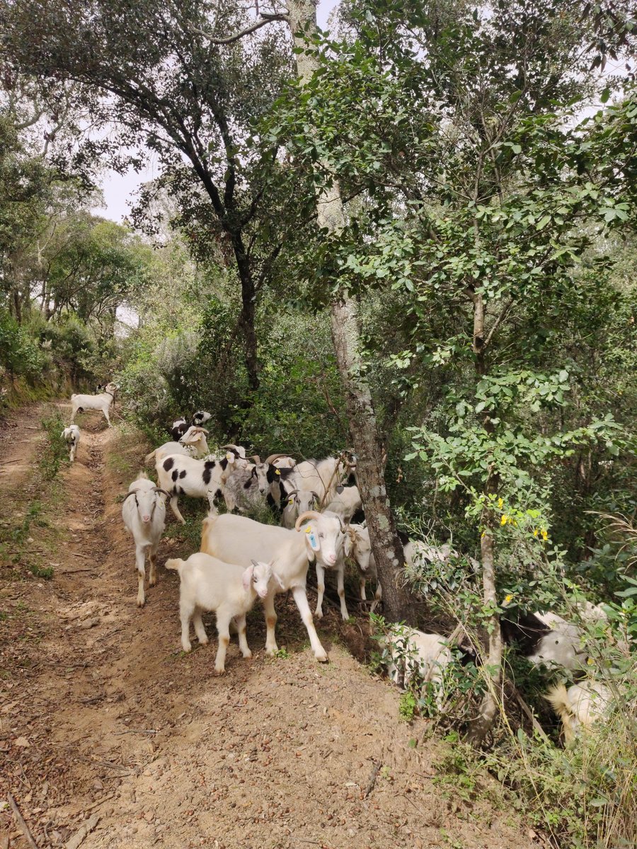 Quin goig veure 'la resistència ramadera' del Montnegre-Corredor.

<a href="/jmsauri/">Can Terrades</a> <a href="/can_plana/">Can Plana Vallgorguina</a> gràcies per explicar la vostra feina moltes vegades oblidada!

<a href="/cfcatalunya/">Consorci Forestal</a>