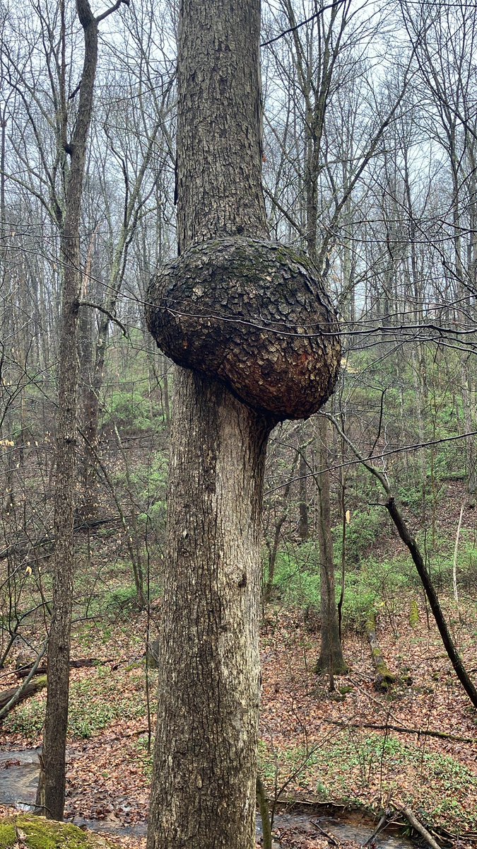 Max Johnson tweet media