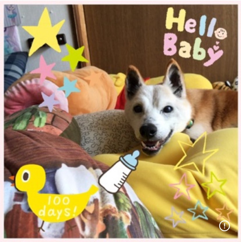 hima_sj's tweet photo. #スピリチュアル  #spiritual  #ツインレイ  #twinray  #ペットロス  #petloss   #愛犬 
 天国、光の国へ旅立った愛犬ゆうたろう(うっくん)が帰ってきてくれました😊🌻✨
本人がラジオしてくれました🩷
うっくんラジオ聞いてください❣️
インスタグラムでこちら↓を検索かけて下さい😊
↓
wari.hima.54 https://t.co/nTU9jfDvGK