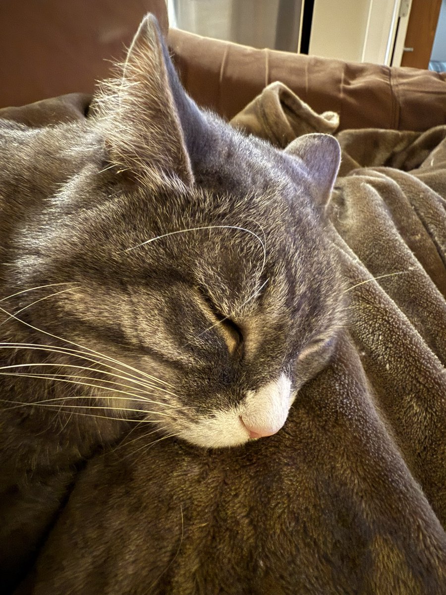 GJOH29's tweet photo. Buddy thinks it’s possible that his Dodgers won’t go 162-0 after all but is still holding out hope. #Buddy #Game9 https://t.co/rmzeJ88C7S
