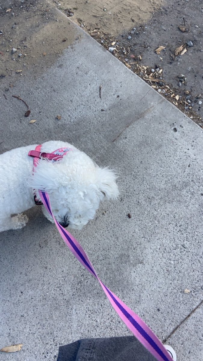 luciisrandom's tweet photo. Dog walking https://t.co/lOcYCfvYEL