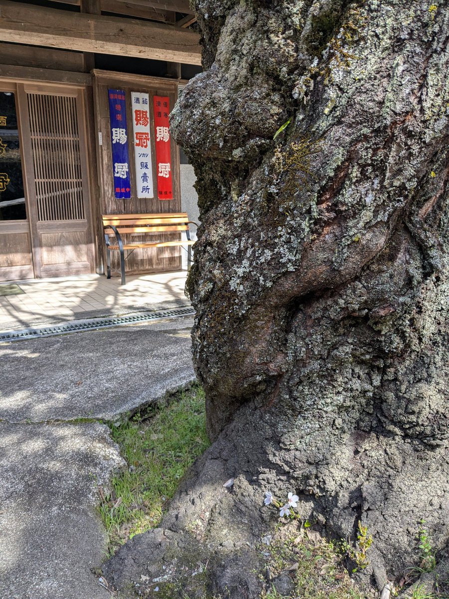 SakeShikan's tweet photo. 桜が満開です。
今年はこの10年で色づきが一番白い桜ですね。店正面の桜の足元になぜか桜が。その生命力に感服します。
樹齢100年をとんと超えていてもなお力強く生き抜く姿に、毎年考えさせられ、人生を思い返すきっかけを与えてくれます🌸

#愛知県　#豊田市　#日本酒 https://t.co/A2XPqK0g0E
