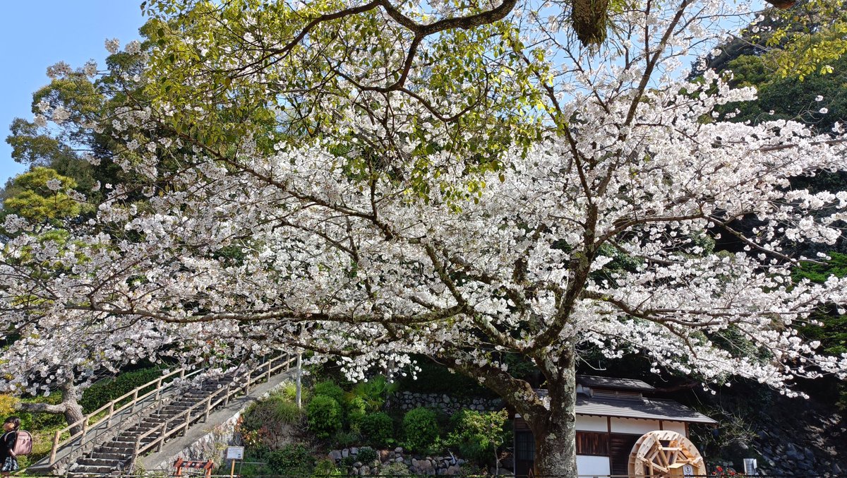 #清水山公園
#さくら