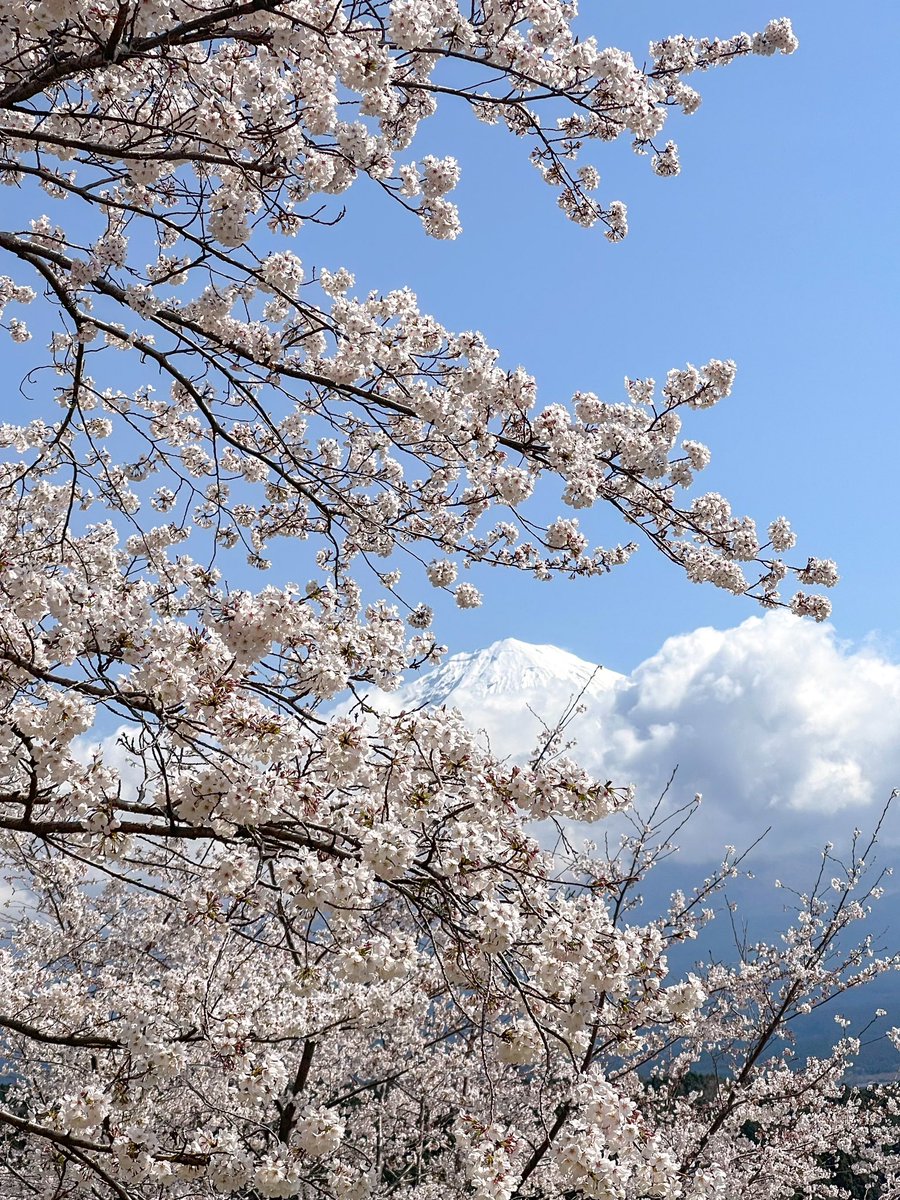 【中古】 風の大地（夢の開花編） 風の大地 全巻 1巻〜84巻 【公式通販】