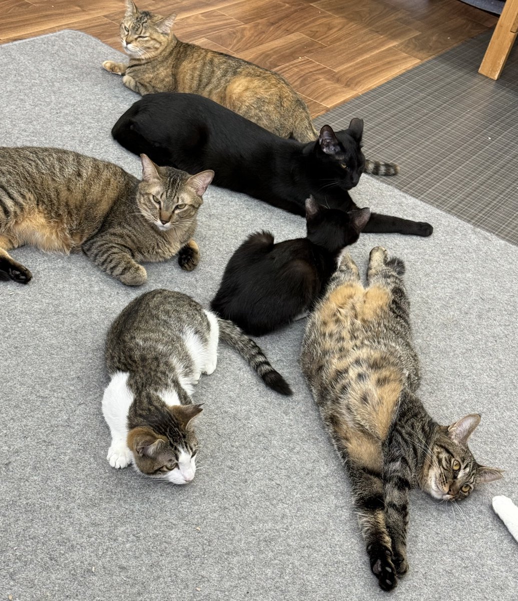 保護猫かふぇ かぎしっぽ tweet media