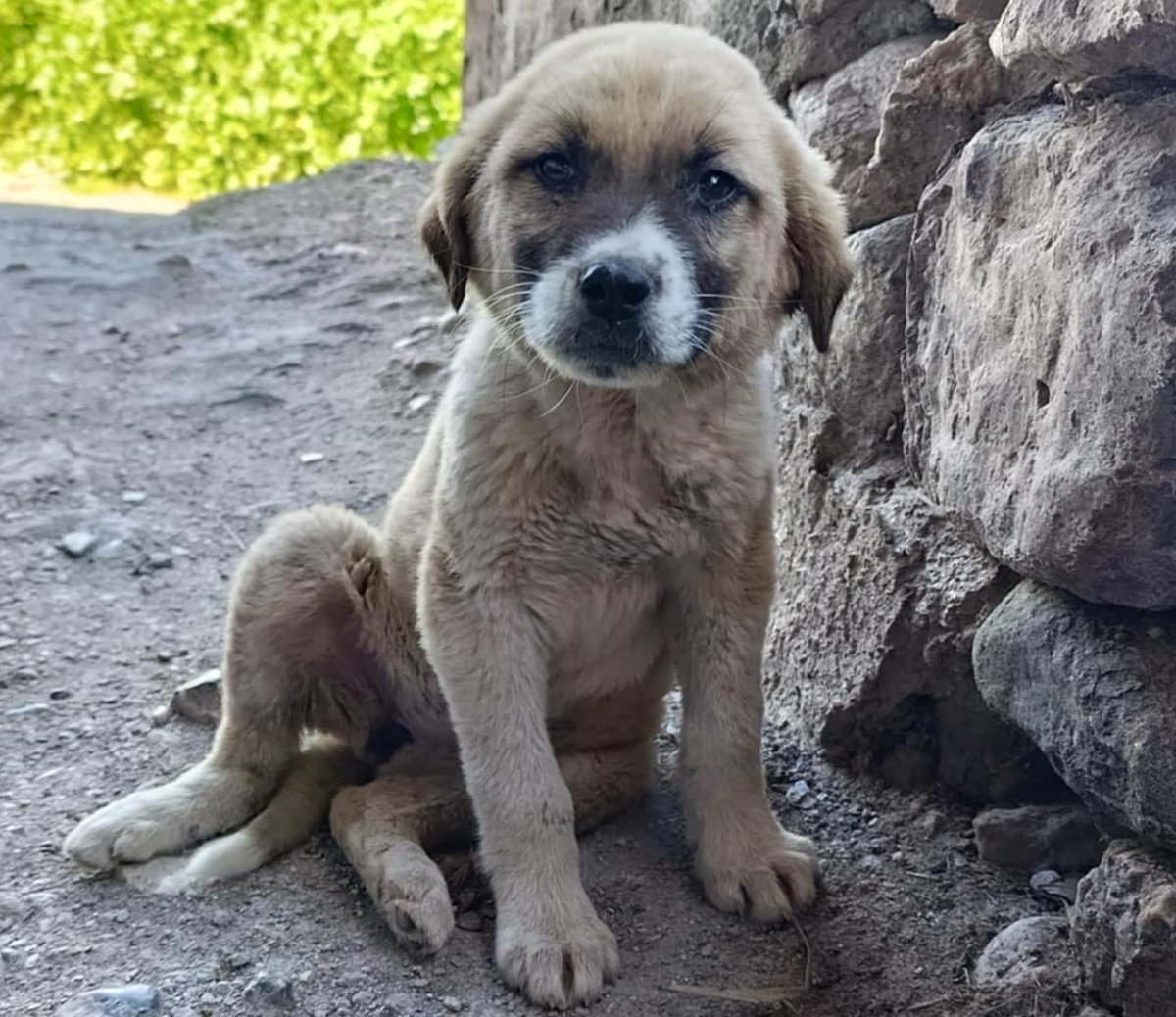 NuevaVidaAdop's tweet photo. #madrid 
NANA NANITA cachorrita mestiza de 3 meses ABANDONADA
Sociable con niños,🐶🐱
NECESITA #adopcionresponsable 
En edad adulta tendrá tamaño mediano
Se entrega chipada,vacunada,desparasitada y CON compromiso de castracion 
CONTACTO 📩facenuevavida@gmail.com
#cachorros https://t.co/UROE630PPL