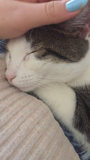 A peaceful moment of relaxation with a sleepy kitty 😴🐱