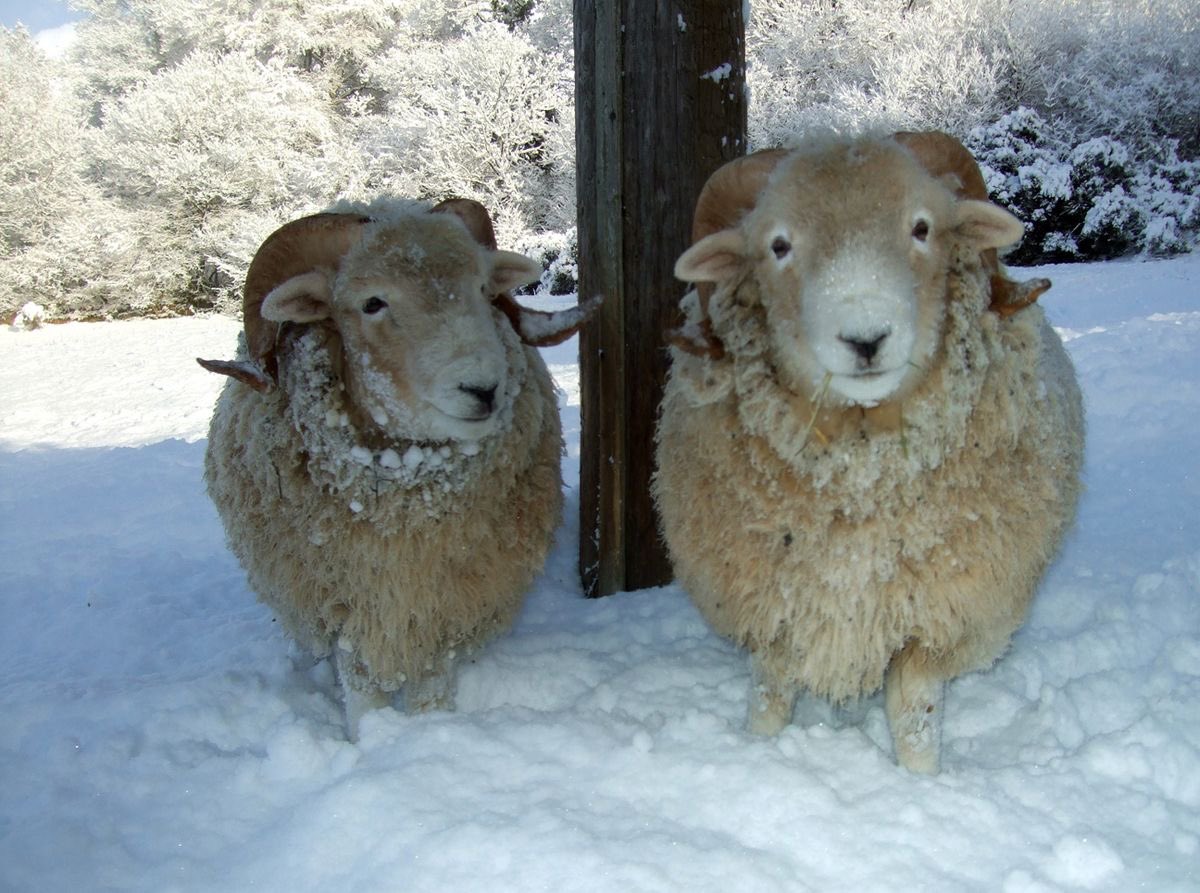 lamb (@mourninglambs) on Twitter photo 