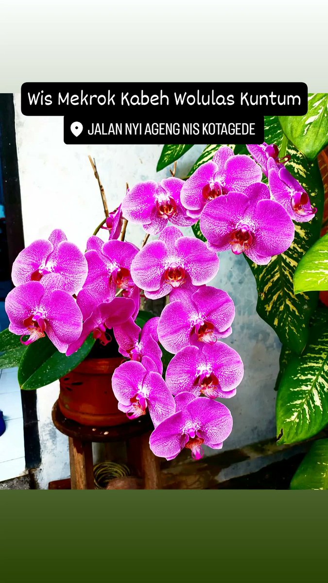 BenHestu's tweet photo. Bunga Ketelatenan https://t.co/9LiDPKcRk3
